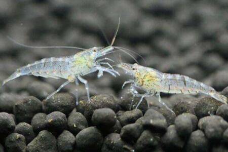 黑壳虾吃什么食物_养虾