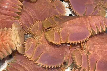 琵琶虾多少钱一斤_养虾