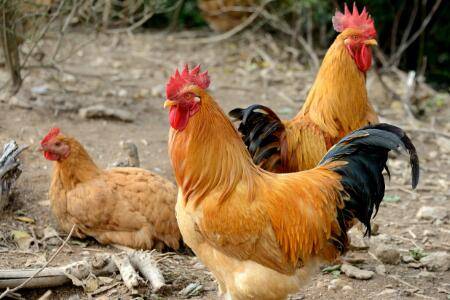 鸡胀嗉不消化是什么原因_养鸡