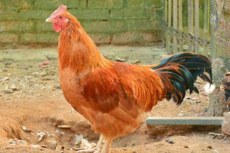 鸡胀嗉不消化怎么办_养鸡