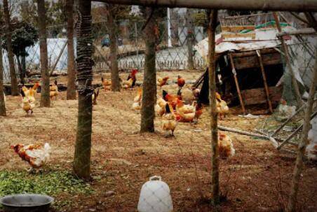 农村鸡舍怎么快速搭建_养鸡