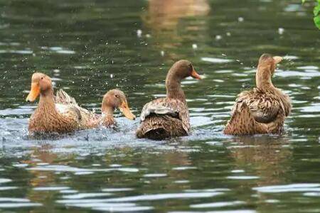鸭子最怕什么声音_养鸭