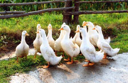鸭子最怕什么声音_养鸭