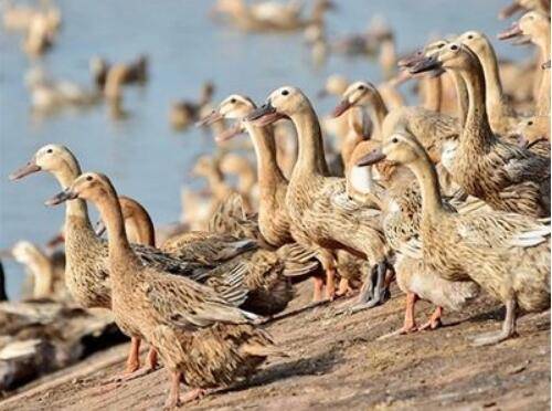 鸭子感冒怎么办,鸭子感冒的防治方法_养鸭