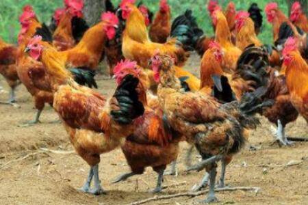 鸡脱肛有哪些原因_养鸡