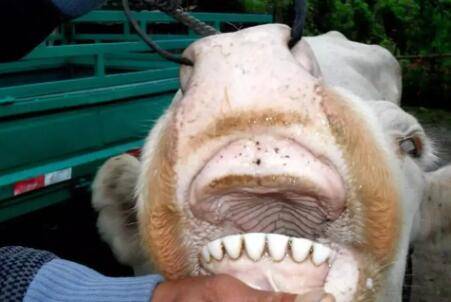 怎么看牛年龄,常用口诀看一看_养牛