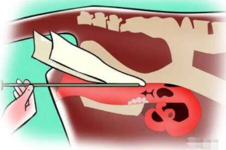牛人工授精的最佳时期,牛人工授精的注意事项_养牛