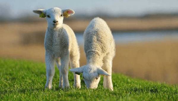 羊羔开口料怎么配制,附开口料配方_养殖问答