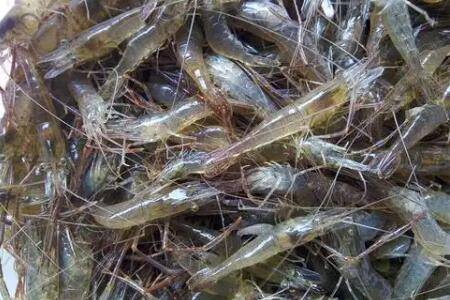 野生河虾一年繁殖多少次_养虾