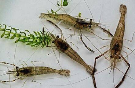 河虾什么时间觅食_养殖问答