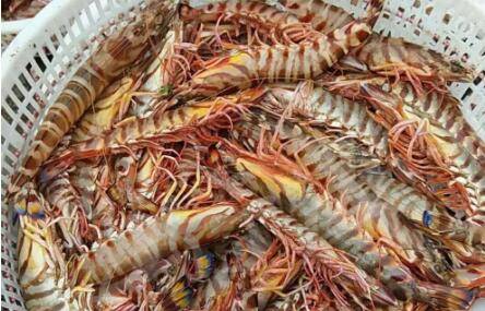 九节虾怎么养殖_养虾