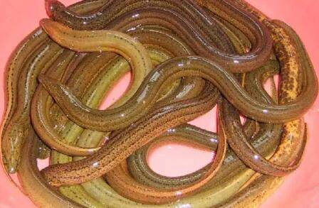 黄鳝在桶里养能活多少天_养殖问答