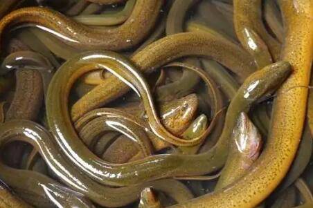 黄鳝喜欢吃哪些诱饵_养殖问答