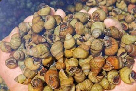 养田螺用的饲料配方_养殖问答