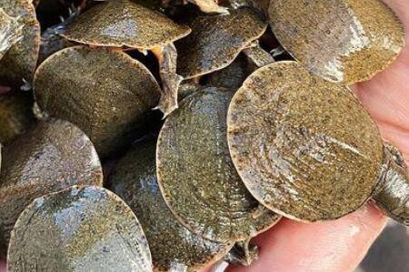 甲鱼冬眠要不要放水_养鱼