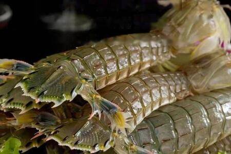 皮皮虾怎么养活得久_养虾