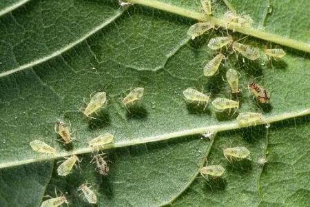 白菜蚜虫怎么防治?_蔬菜种植