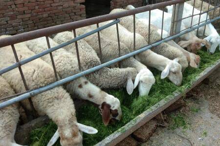 养50只羊一年赚多少钱,50只羊一年收益10万左右_养羊