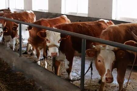 养牛成本与利润分析,一头牛赚钱万元以上_养牛