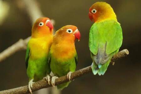 牡丹鹦鹉繁殖期有什么征兆_养殖问答