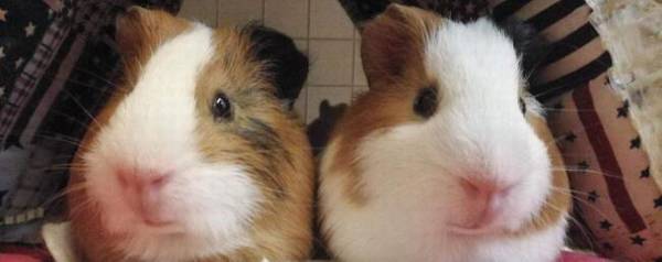 荷兰猪能长到多少斤_养殖问答