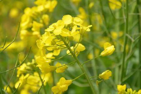 �Ͳ���������ķ��η���_��ֲ�ʴ�