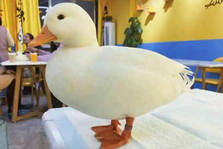 柯尔鸭什么时间开水开食_养鸭