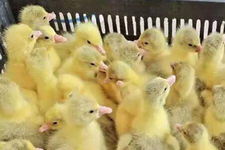 雏鹅爱扎堆是什么原因_养鹅