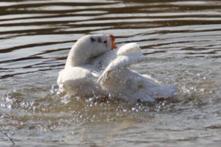 鹅能耐受零下几度的低温_养鹅