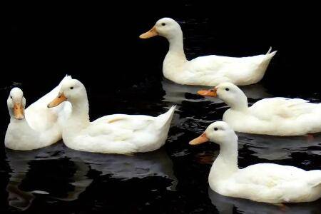 白鸭有哪些特点_养鸭