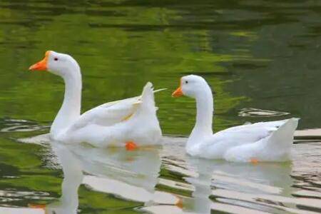 白鸭怎么喂料好_养鸭