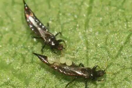 蓟马虫害怎么防治?_种植问答