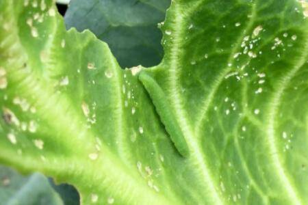 菜青虫怎么防治_种植问答