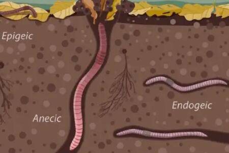 ������Щ����_��ֳ�ʴ�