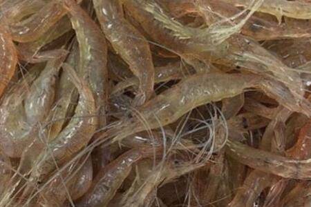 野生河虾喜欢吃什么_养虾