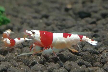 水晶虾怎么繁殖_养虾