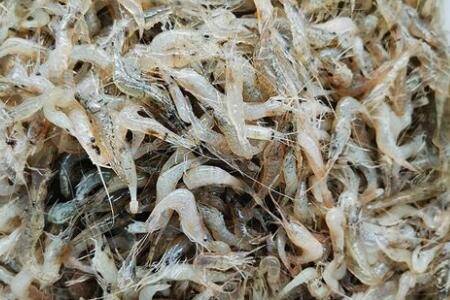 小米虾怎么养不死_养虾