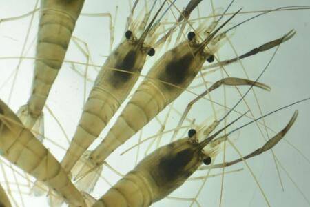 淡水虾怎么养殖_养虾