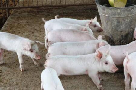 猪多长时间喂一次盐_养猪