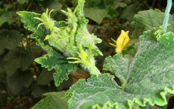 大棚黄瓜高温危害的几种症状_蔬菜种植