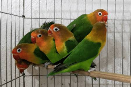 牡丹鹦鹉多少钱一只_养殖问答