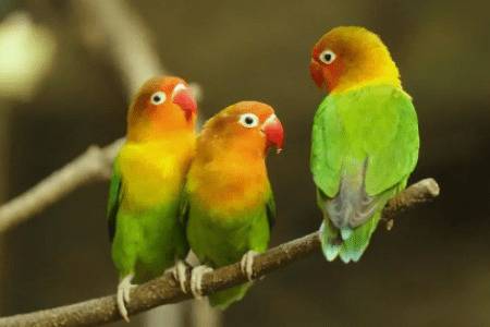 牡丹鹦鹉怎么分辨雌雄_养殖问答