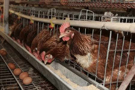 母鸡养多久会下蛋_养鸡