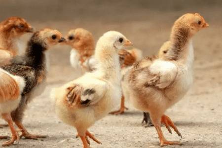 小鸡站不起来怎么办_养鸡