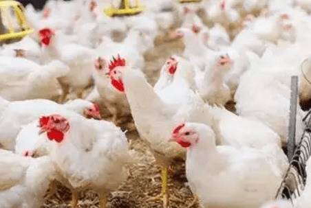 速成鸡几天出栏_养鸡