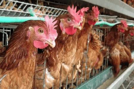 速成鸡和土鸡有哪些区别_养鸡