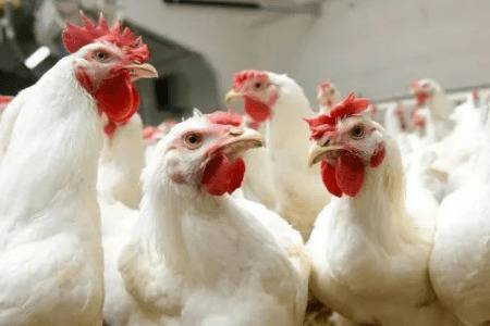 什么是速生鸡,常吃速生鸡有什么危害_养鸡