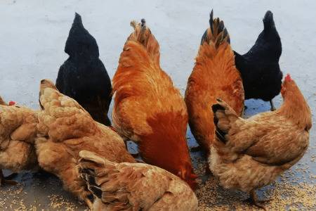 鸡瘟有什么症状,鸡瘟怎么治疗_养鸡