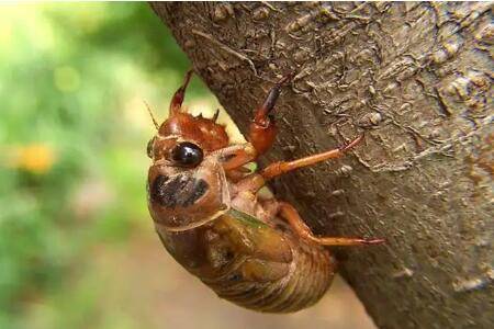 知了一般养几年,知了若虫三年可出土_养殖问答