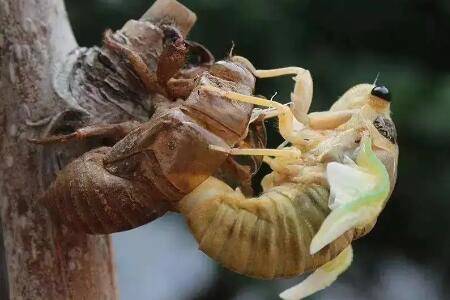 哪些树上金蝉多,榆树柳树及果树上较多_养殖问答